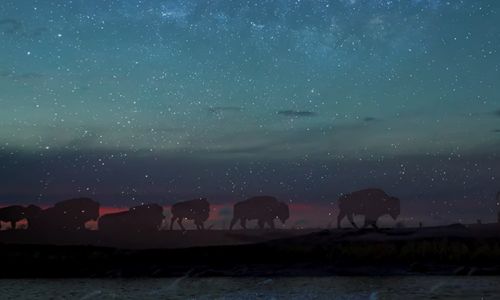 Sergio Izquierdo realizó una expedición en México para documentar la migración de bisontes 2022