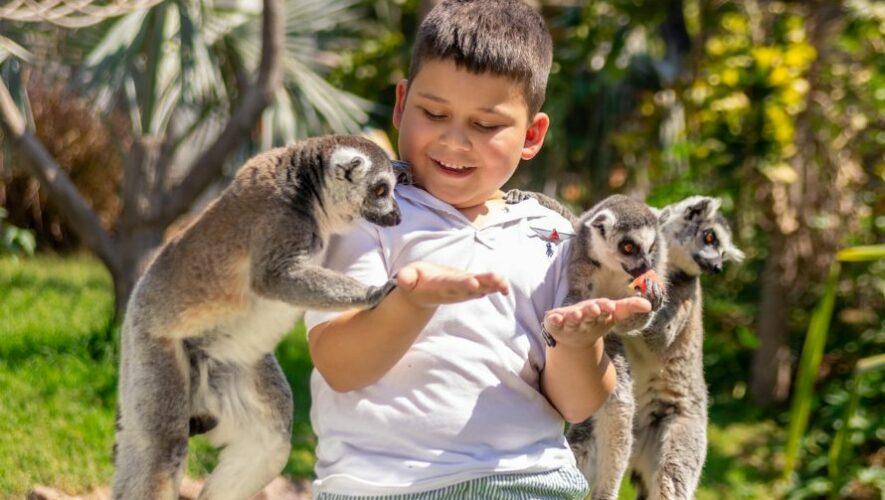 Carrera Zoo