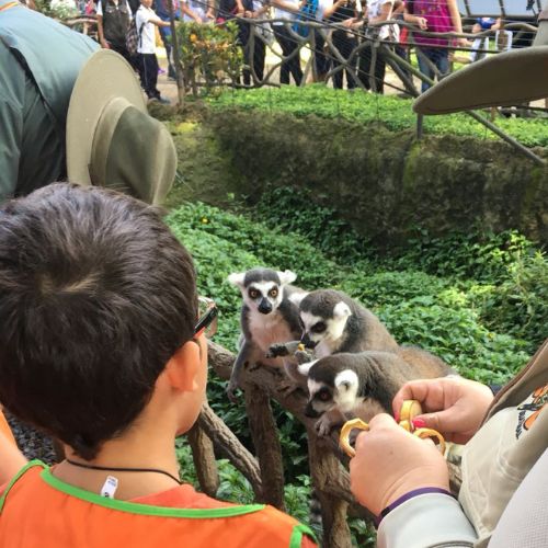 Curso de vacaciones para niños en el Zoológico La Aurora, 2022