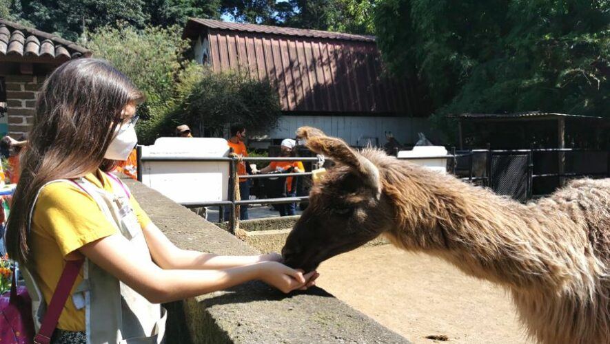 Curso de vacaciones para niños en el Zoológico La Aurora, octubre 2022