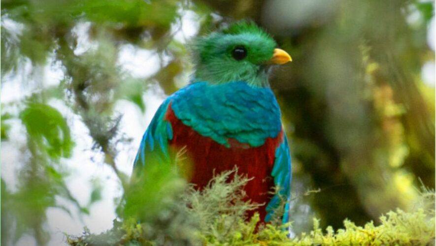 Exposici&oacute;n sobre el Quetzal en Ciudad de Guatemala | Octubre 2022
