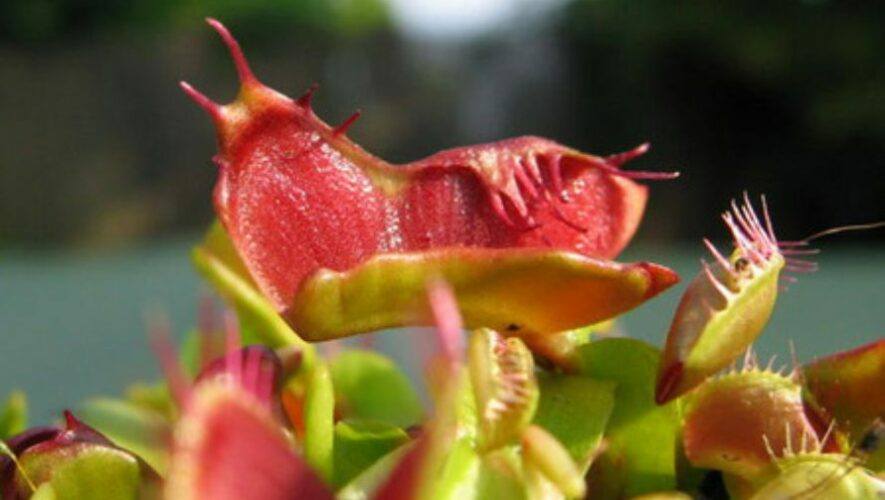 Exposici&oacute;n y venta de plantas carn&iacute;voras en Ciudad Guatemala | Octubre 2022