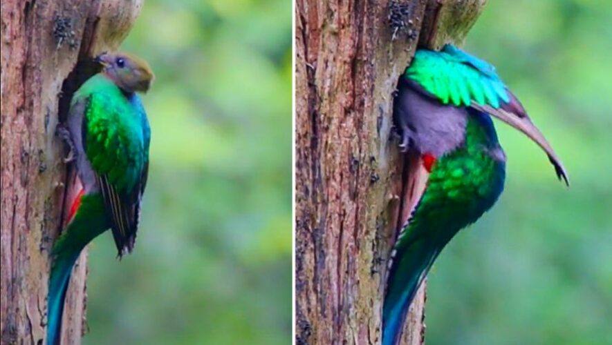 hembra quetzal