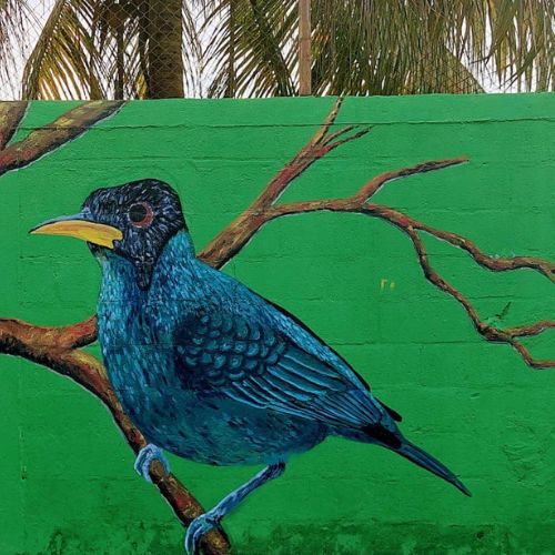 Artistas realizan murales de aves guatemaltecas en Morales