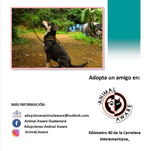 Feria de adopciones en Sumpango 2022