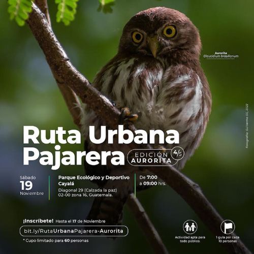 Observación de aves en Parque Ecológico y Deportivo Cayalá 2022