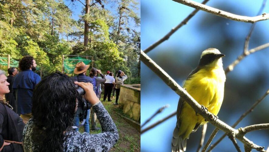 Observaci&oacute;n de aves en Parque Ecol&oacute;gico y Deportivo Cayal&aacute; | Noviembre 2022