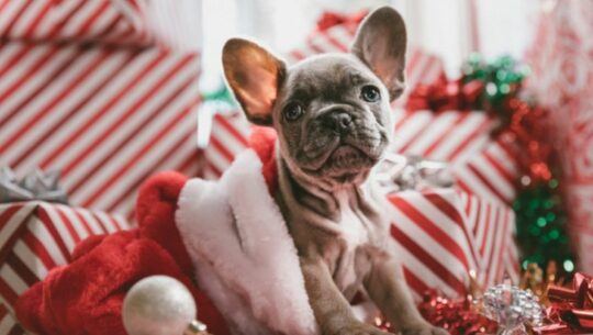 Sets de fotografías navideñas pet friendly en Guatemala