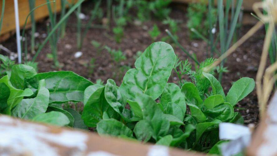 Feria del Nutrihuerto en Ciudad de Guatemala | Diciembre 2022