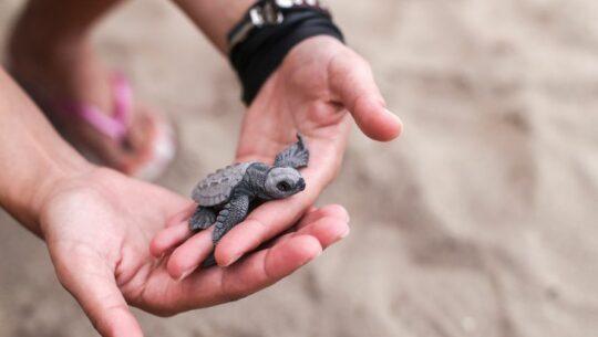 Liberación de tortugas en Monterrico Enero 2023