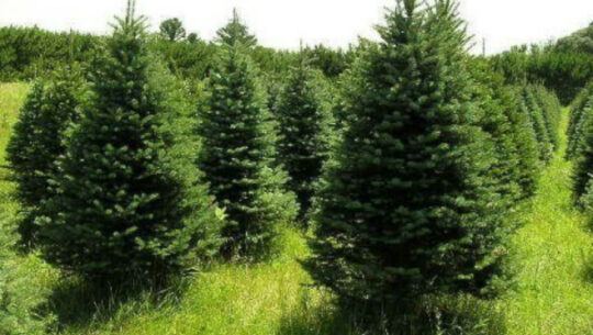 Lugares en Guatemala para comprar árboles de Navidad naturales, diciembre 2022