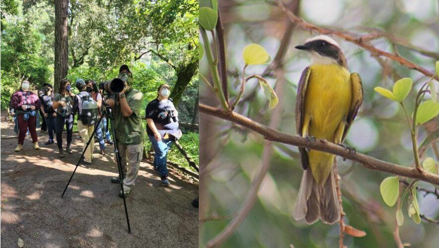 Observaci&oacute;n de aves en Vivero Ornamental La Pen&iacute;nsula | Diciembre 2022