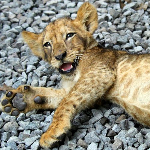 Precios de Auto Safari Chapin en Guatemala