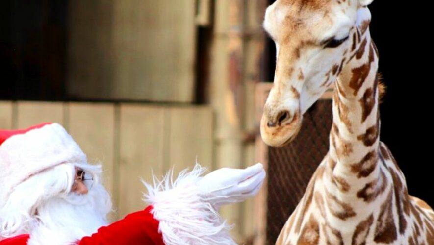 Recorrido navide&ntilde;o en el Zool&oacute;gico La Aurora | Diciembre 2022