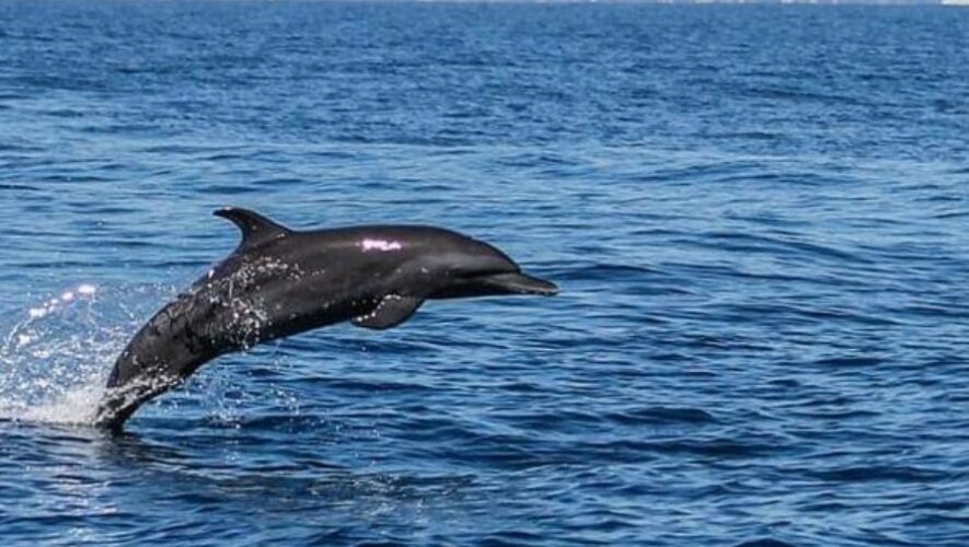 Avistamiento de fauna marina en Guatemala | Enero 2023