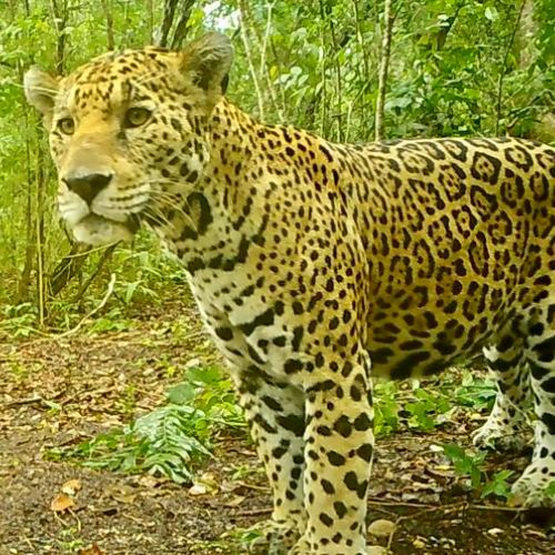 Cámaras trampa captaron curiosas fotografías de un jaguar en Guatemala