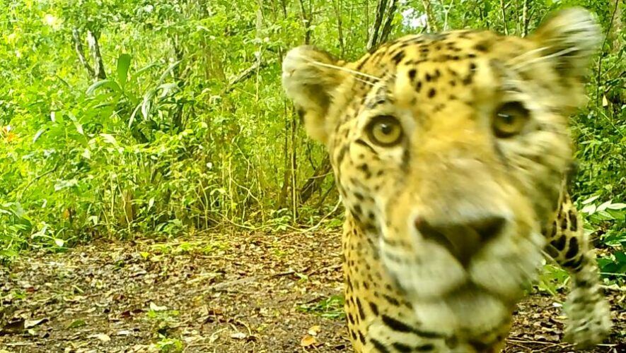 Cámaras trampa captaron curiosas fotografías de un jaguar en Petén, enero 2023
