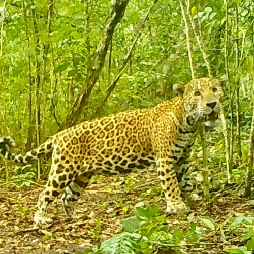 Cámaras trampa captaron curiosas fotografías de un jaguar en Petén