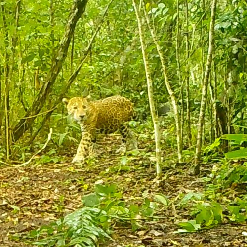Cámaras trampa captaron curiosas fotografías de un jaguar