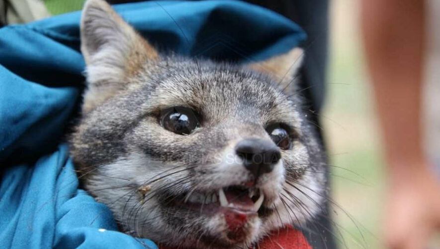 Guatemaltecos rescataron a zorro gris que cayó en un pozo, en San Pedro La Laguna