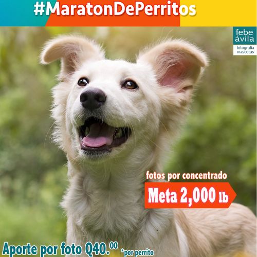 Sesiones de fotos de perritos a beneficio del Refugio de Yolanda Castillo 2023