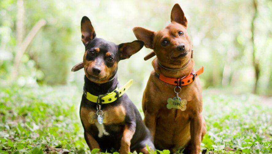 Sesiones de fotos de perritos a beneficio del Refugio de Yolanda Castillo | Febrero 2023