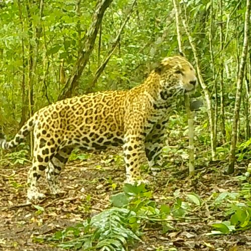 distintas Cámaras trampa captaron curiosas fotografías de un jaguar en Petén, enero 2023