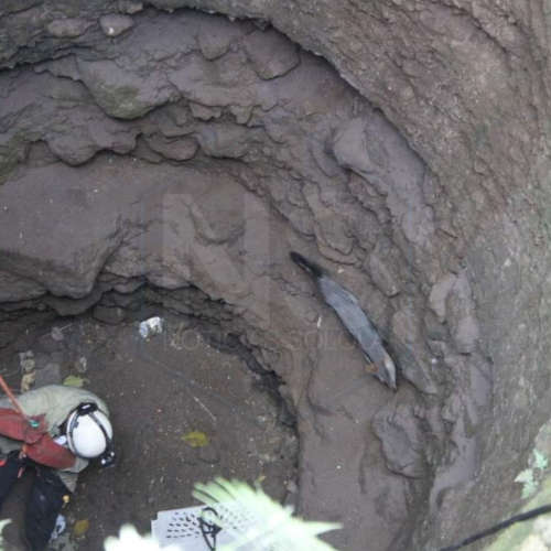 rescate zorro gris 1
