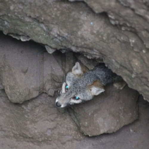 rescate zorro gris