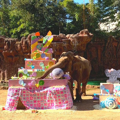 Así se vivió la celebración del cumpleaños 62 de Trompita, la elefante del Zoológico La Aurora 2023