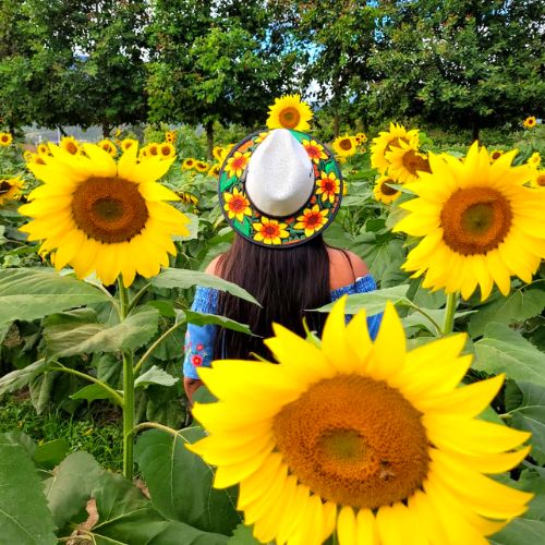 Campo de girasoles Guatemala