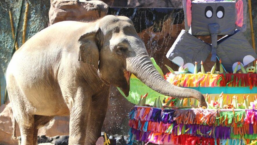 Celebraci&oacute;n de cumplea&ntilde;os de Trompita en el Zool&oacute;gico La Aurora | Febrero 2023