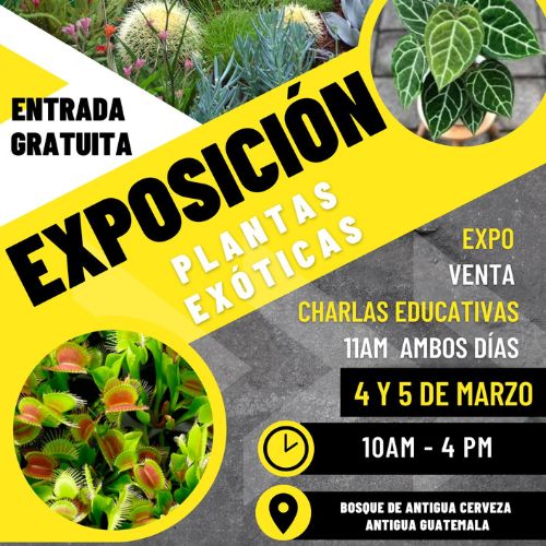 Exposición de plantas exóticas en Antigua Guatemala 2023