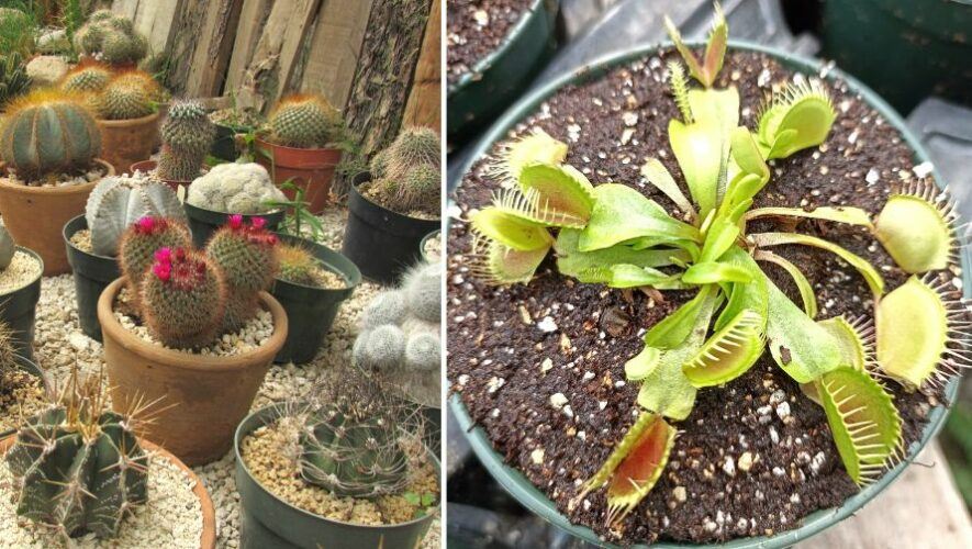 Exposici&oacute;n de plantas ex&oacute;ticas en Antigua Guatemala | Marzo 2023