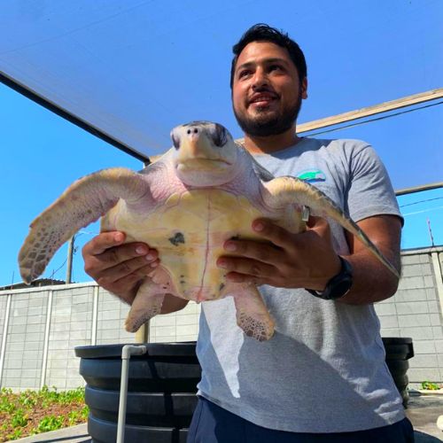 Logros del Centro de Conservación Marina AGN ubicada en Santa Rosa