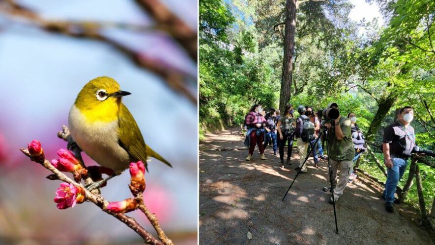 Observaci&oacute;n de aves por el D&iacute;a del Cari&ntilde;o en Guatemala | Febrero 2023