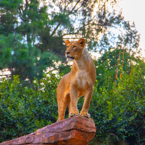 Recinto de los leones