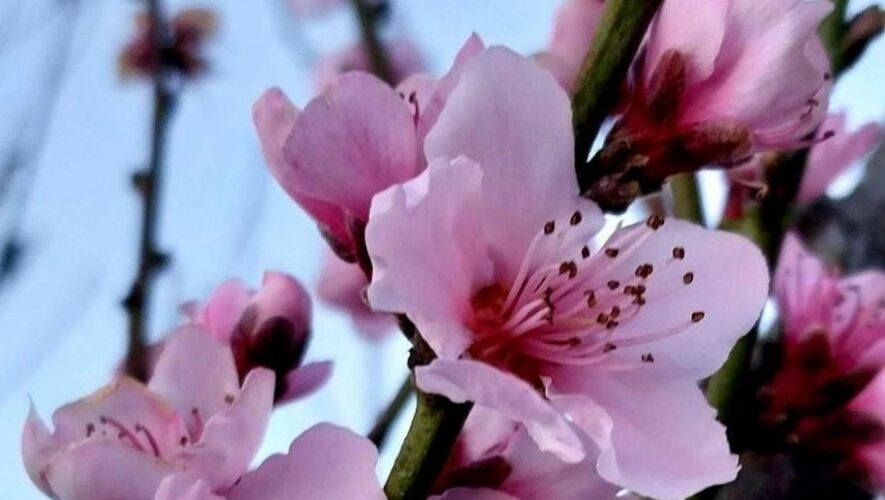 Rosa Colibr&iacute;, tour por &aacute;rboles de melocotones en Totonicap&aacute;n | Marzo 2023