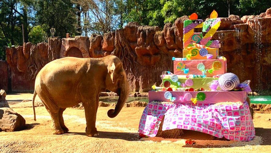 celebración del cumpleaños 62 de Trompita, la elefante del Zoológico La Aurora
