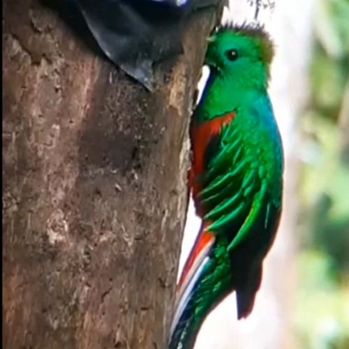 Avistamiento de un quetzal alimentando a sus crías en el Parque Refugio del Quetzal Guatemala
