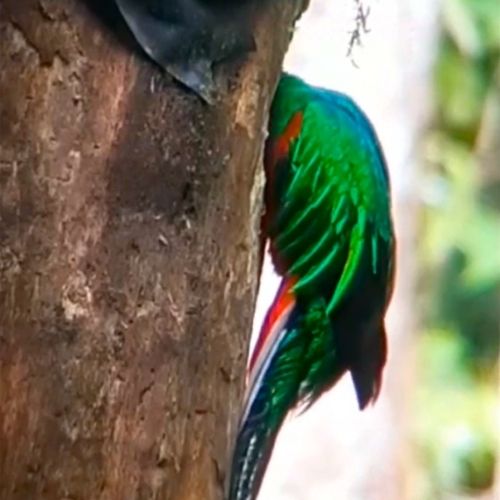 Avistamiento de un quetzal alimentando a sus crías en el Parque Refugio del Quetzal e