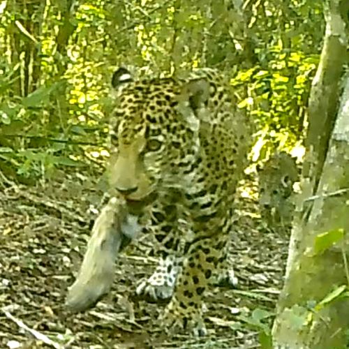 Captan el avistamiento de un jaguar con su cachorro caminando en la selva de Guatemala