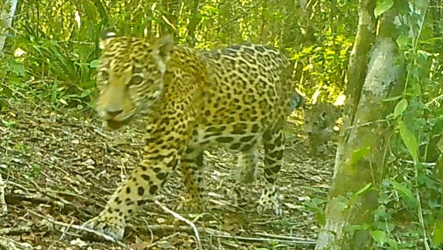 Captan el avistamiento de un jaguar con su cachorro caminando en la selva de Petén