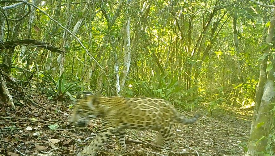 Captan el avistamiento de un jaguar con su cachorro caminando en la selva de Petén, Guatemala