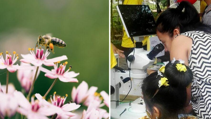 Celebraci&oacute;n del D&iacute;a Mundial de las Abejas en Guatemala | Mayo 2023