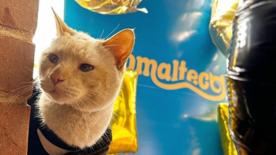 D&iacute;a Miautastico con Gatomalteco, el gatito influencer de Guatemala | Marzo 2023