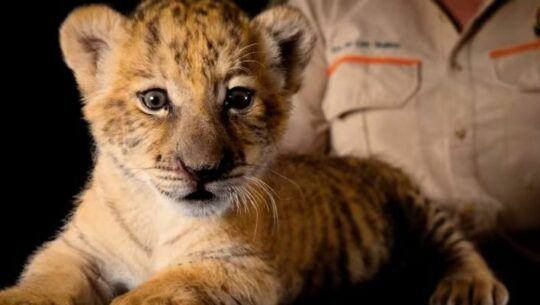 «Kimera», la ligresa que nació en Auto Safari Chapín, marzo 2023