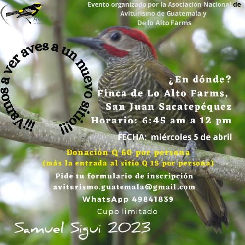 Observación de aves en San Juan Sacatepéquez, Guatemala 2023