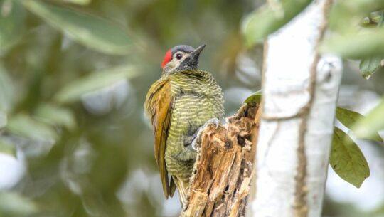 Observación de aves en San Juan Sacatepéquez, Guatemala Abril 2023