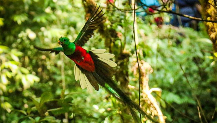 El Refugio del Quetzal San Marcos precios